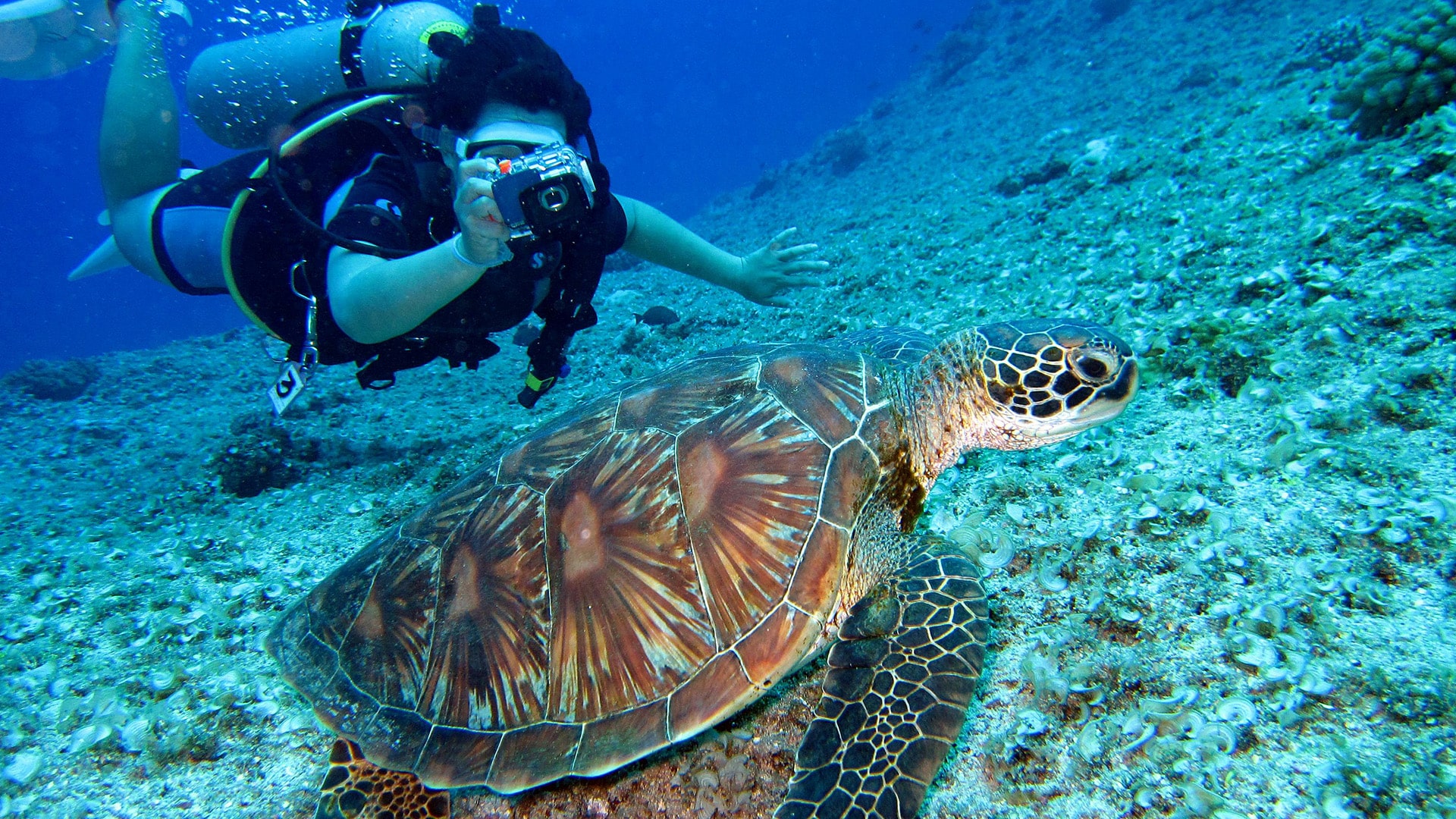 scuba-diving